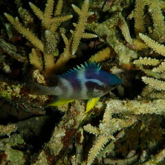 Amblyglyphidodon orbicularis