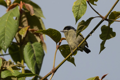 Pogoniulus coryphaea