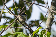 Pogoniulus coryphaea