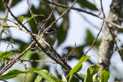 Pogoniulus coryphaea