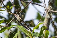 Pogoniulus coryphaea