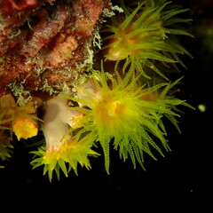 Cladopsammia gracilis