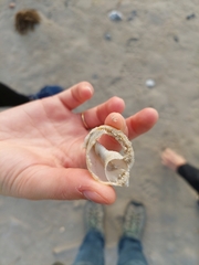 Semicassis granulata