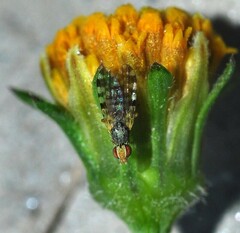 Campiglossa sororcula