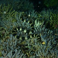 Laticauda saintgironsi