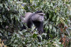 Cercopithecus mitis