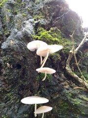 Leucocoprinus cepistipes