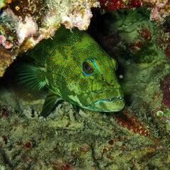 Plectropomus leopardus