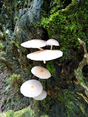 Leucocoprinus cepistipes