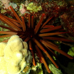 Heterocentrotus mamillatus