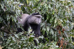 Cercopithecus mitis