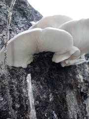 Fungi