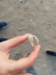 Semicassis granulata