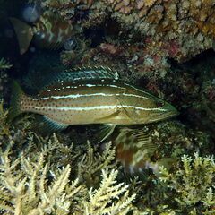 Anyperodon leucogrammicus