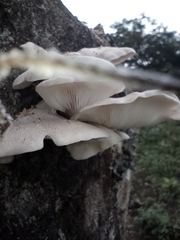 Fungi