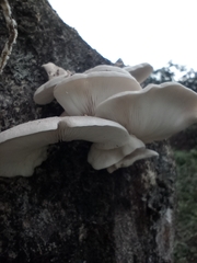 Fungi