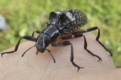 Homocyrtus dromedarius