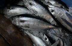 Thunnus atlanticus