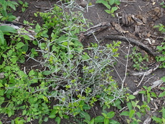 Sarcomphalus obtusifolius