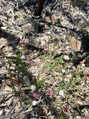Platysace lanceolata