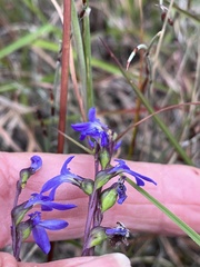 Lobelia browniana