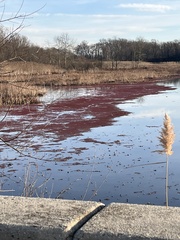 Azolla caroliniana