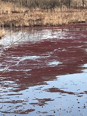 Azolla caroliniana