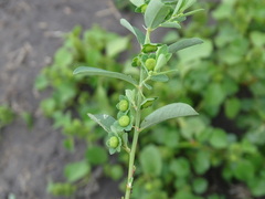 Phyllanthus polygonoides