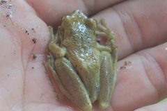 Scinax ruber