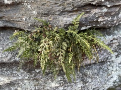 Asplenium montanum