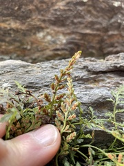 Asplenium montanum