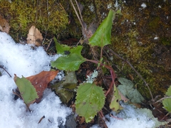 Penstemon serrulatus