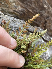 Asplenium montanum