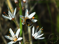 Asphodelus ramosus