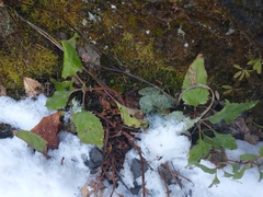 Penstemon serrulatus