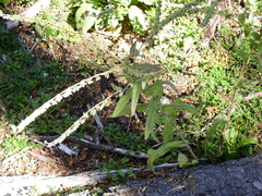 Cynoglossum creticum