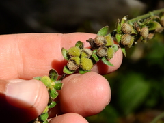 Cynoglossum creticum