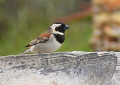 Passer melanurus melanurus