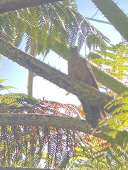 Cacomantis variolosus