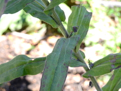 Cynoglossum creticum