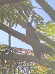 Cacomantis variolosus