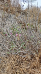 Malva assurgentiflora