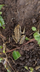 Lithobates berlandieri