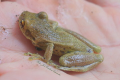 Scinax ruber