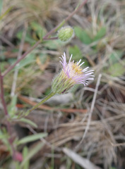 Erigeron acris
