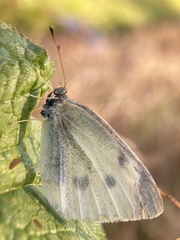 Pieris rapae crucivora