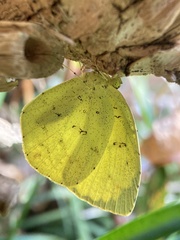 Eurema mandarina