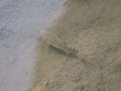 Cyprinodon variegatus