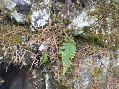 Selaginella douglasii