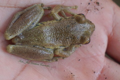 Scinax ruber